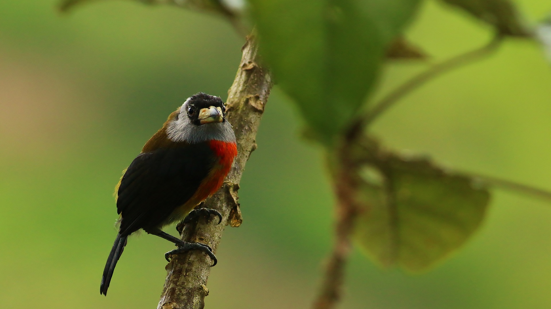 Toucan Barbet — Ana fotoğraf